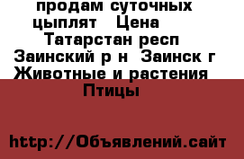 продам суточных  цыплят › Цена ­ 80 - Татарстан респ., Заинский р-н, Заинск г. Животные и растения » Птицы   